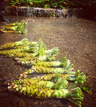 Load image into Gallery viewer, Chef Quality Wasabi Root 山葵 - Next Day Shipping - Pacific Wild Pick