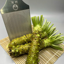 Load image into Gallery viewer, Chef Quality Wasabi Root 山葵 - Next Day Shipping - Pacific Wild Pick
