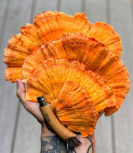 Load image into Gallery viewer, Chicken of the Woods Mushroom - Fresh - Pacific Wild Pick