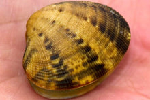Load image into Gallery viewer, Hand Picked Manila Clams.