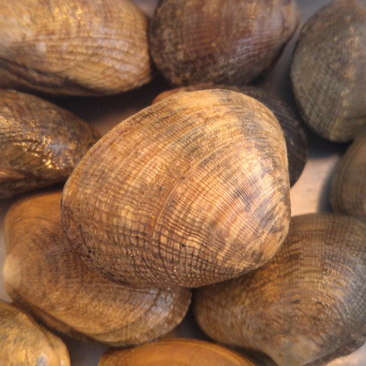 Hand Picked Manila Clams Pacific Wild Pick