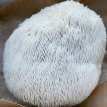 Load image into Gallery viewer, Dehydrated Lion's mane Mushroom - Pacific Wild Pick
