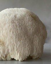 Load image into Gallery viewer, Dehydrated Lion's mane Mushroom - Pacific Wild Pick