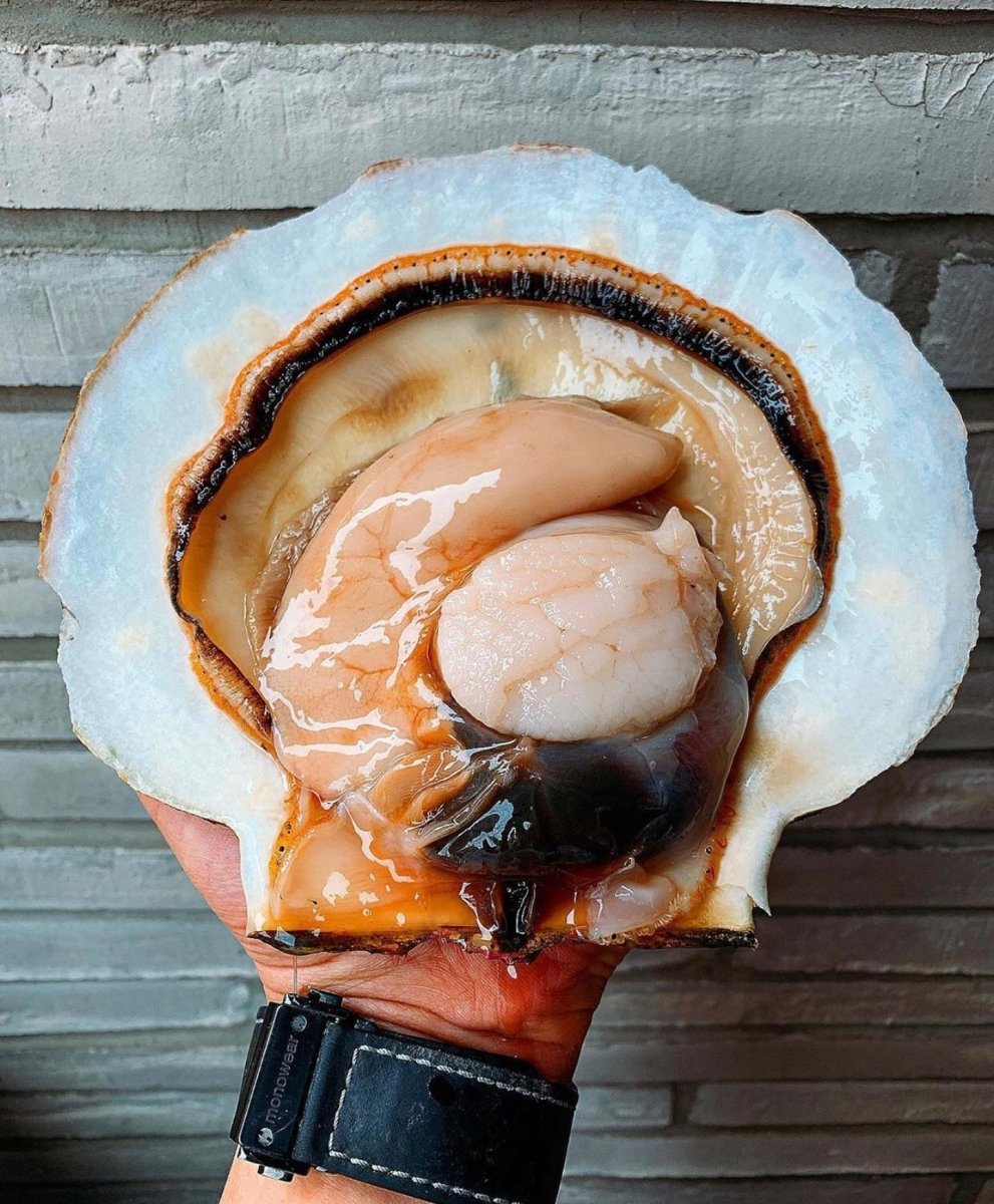 Diver Scallops In Shell Pacific Wild Pick