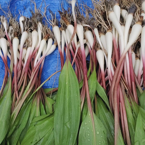 Where to buy wild ramps