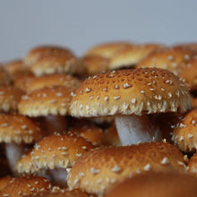 Load image into Gallery viewer, Fresh-Chestnut mushroom - Pacific Wild Pick