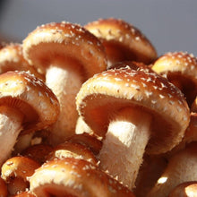 Load image into Gallery viewer, Fresh-Chestnut mushroom - Pacific Wild Pick