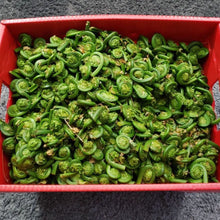 Load image into Gallery viewer, Fresh Fiddleheads- Next Day Shipping - Pacific Wild Pick