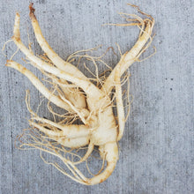 Load image into Gallery viewer, Fresh Ginseng Root - Next Day Shipping - Pacific Wild Pick