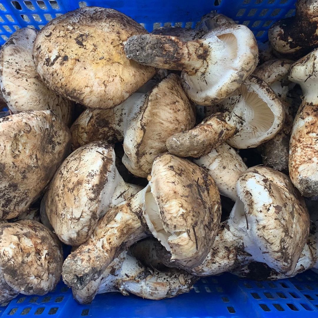 Fresh Oregon Pine Matsutake Next Day Shipping Pacific Wild Pick