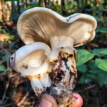 Load image into Gallery viewer, Fresh Oregon Pine Matsutake- Next Day Shipping - Pacific Wild Pick