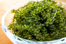 Load image into Gallery viewer, Fresh SEA GRAPES 海ぶどう - Pacific Wild Pick