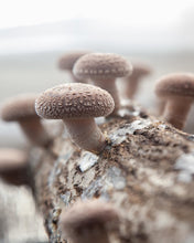 Load image into Gallery viewer, Fresh Shiitake Mushroom - Pacific Wild Pick