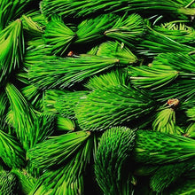 Load image into Gallery viewer, Fresh Spruce Tips- Next day Delivery - Pacific Wild Pick