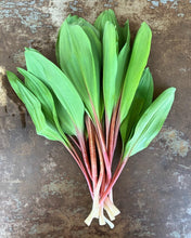 Load image into Gallery viewer, Fresh Wild Leeks aka Ramps - Pacific Wild Pick