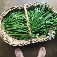 Load image into Gallery viewer, Fresh Wild Spring Onion - Pacific Wild Pick