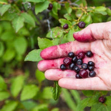 Load image into Gallery viewer, Frozen Huckleberry - Pacific Wild Pick