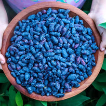 Load image into Gallery viewer, Frozen Wild Haskap Berry - Pacific Wild Pick