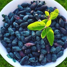 Load image into Gallery viewer, Frozen Wild Haskap Berry - Pacific Wild Pick