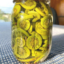 Load image into Gallery viewer, Pickled Fiddleheads - Wild Ostrich Fern Fiddleheads Pickled Jar.
