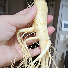 Load image into Gallery viewer, Canada Ginseng root