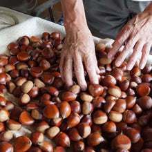 Load image into Gallery viewer, Japanese Chestnuts 栗 - Pacific Wild Pick