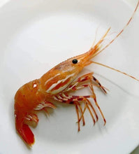 Load image into Gallery viewer, Large Amaebi Sweet Shrimp - Pacific Wild Pick
