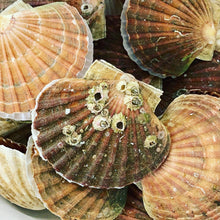 Load image into Gallery viewer, Large Fresh Sea Scallops Alive - Pacific Wild Pick