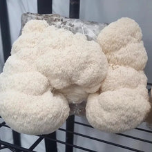 Load image into Gallery viewer, Lion's Mane Mushroom Grow Kit - Pacific Wild Pick
