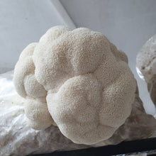 Load image into Gallery viewer, Lions Mane Mushroom - Next Day Delivery - Pacific Wild Pick