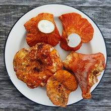 Load image into Gallery viewer, Lobster Mushrooms - Fresh - Pacific Wild Pick