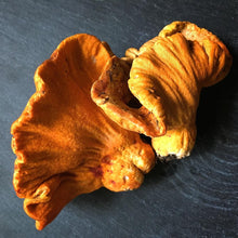 Load image into Gallery viewer, Lobster Mushrooms - Fresh - Pacific Wild Pick