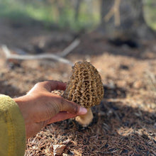 Load image into Gallery viewer, Pacific wild pick Morel mushroom