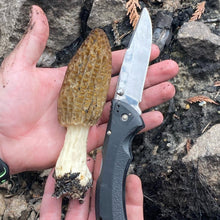 Load image into Gallery viewer, Morilles - Pré-commande pour le printemps 2023 - Pacific Wild Pick