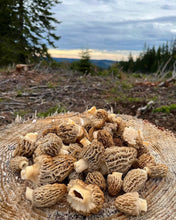 Load image into Gallery viewer, Morilles - Pré-commande pour le printemps 2023 - Pacific Wild Pick