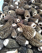 Load image into Gallery viewer, Morilles - Pré-commande pour le printemps 2023 - Pacific Wild Pick