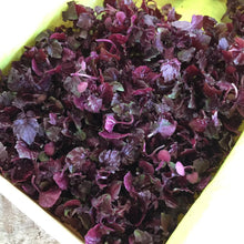 Load image into Gallery viewer, Murame purple sprouts ムラメ - Pacific Wild Pick
