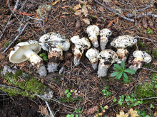 Load image into Gallery viewer, dried matsutake