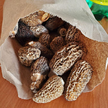 Load image into Gallery viewer, Oregon Morel Mushrooms- Fresh - Pacific Wild Pick