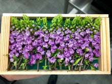 Load image into Gallery viewer, Perilla Blossoms - Hana Hojiso - Pacific Wild Pick