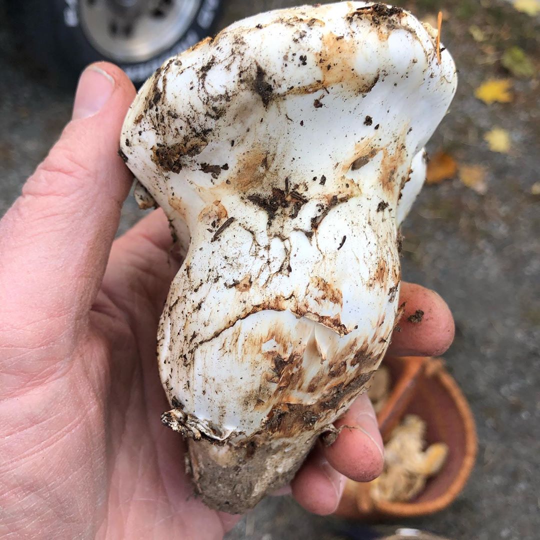 Dried Matsutake Mushroom Pacific Wild Pick