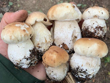 Load image into Gallery viewer, King bolete pacific wild pick