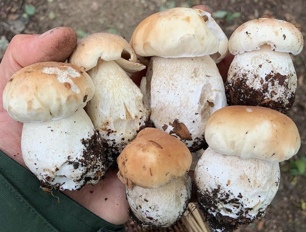 Porcini Mushroom Dried Pacific Wild Pick