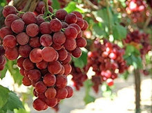 Load image into Gallery viewer, Ruby Roman Grapes - Pacific Wild Pick