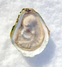 Load image into Gallery viewer, Sand Dune Oyster- Next Day Shipping - Pacific Wild Pick