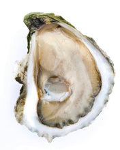 Load image into Gallery viewer, Sand Dune Oyster- Next Day Shipping - Pacific Wild Pick