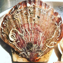Load image into Gallery viewer, Live Scallops