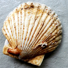 Load image into Gallery viewer, buy live scallops