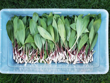 Load image into Gallery viewer, ails de bois fresh picks