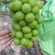 Load image into Gallery viewer, Shine Muscat Grapes- Fresh - Pacific Wild Pick